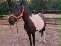 母马, Appaloosa — 照片 3