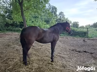 Stute, Hungarian horse breed — Foto 6