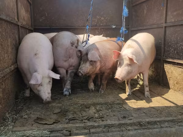 Boar, Крупная белая