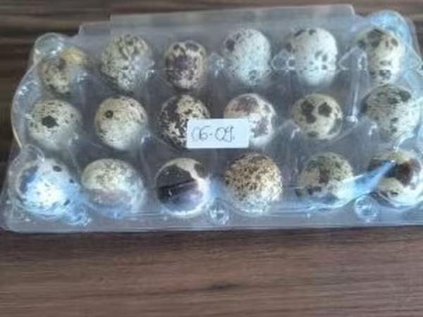 Quails — هنغاريا