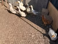 Ducks — photo 3