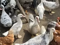 Ducks — الصورة 4