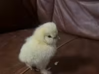 Silkie — foto 1