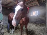 Hing, Akhal-Teke — 4. fotó