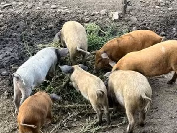Kan,  — Magyarország