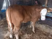 ثور, Simmental cattle — الصورة 2