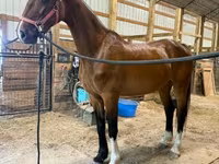 Kanca, Dutch warmblood horse — 8. fotó