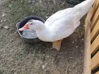 Ducks — الصورة 1