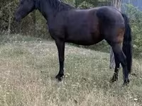 घोड़ी, Friesian — फ़ोटो 2