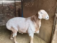 Kos, Arashan sheep — 2. fotó