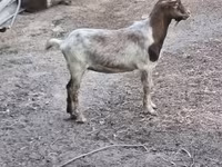 公山羊, Goats — 照片 3