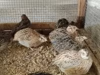 Quails — foto 8