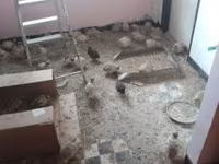 Quails — 3-сурет