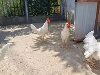 ليغهورن — الصورة 1