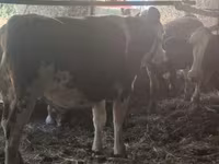 بقرة, Russian Black pied cattle — الصورة 1