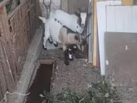 Kozel, Dutch Landrace goats — foto 3