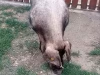 公猪 — 照片 2