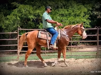 Hing, American paint horse — 4. fotó