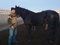 حصان, Kushum Horse — الصورة 1