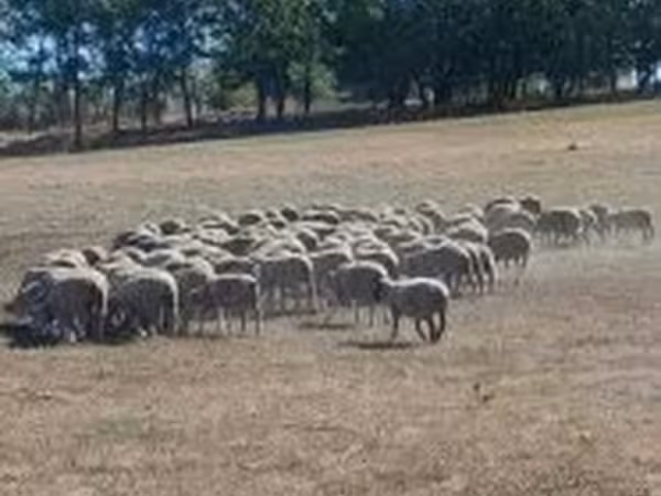 Schaf, White Suffolk sheep — Ungarn
