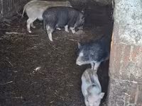 母猪, Pigs — 照片 2