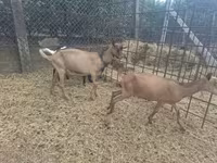 公山羊, Nubian Goat — 照片 6
