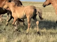 Horse (M), Bashkir horse — photo 7