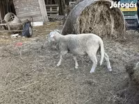 كبش, Merino sheep — الصورة 3