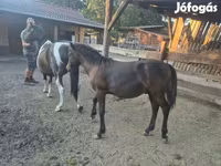 حصان, Welsh Cob — الصورة 5