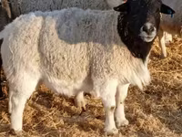 Kos, Dorper sheep — 1. fotó