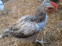 Chickens — zdjęcie 4