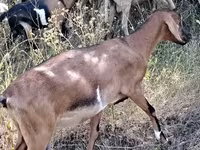 Ziege, Nubian Goat — Foto 4