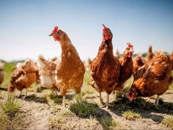 Chickens