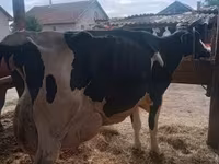 ثور, بقرة ليموزين — الصورة 7