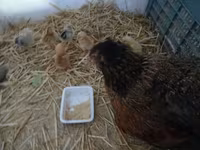 Chickens — zdjęcie 2