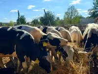 Toro, Russian Black pied cattle — foto 1
