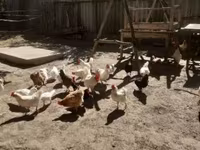 Chickens — الصورة 5