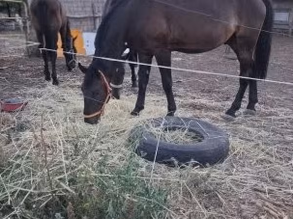 Horse (M), Nonius horse
