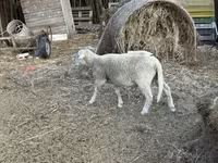 公羊, Merino sheep — 照片 3