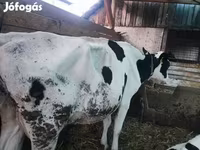 بقرة, بقرة ليموزين — الصورة 2