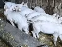 خنازير (دفعة، الجنس غير محدد), الخنازير — الصورة 1