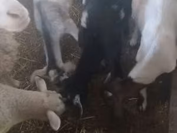 Ram, Sheep — Hungary