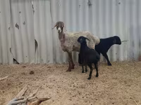 Juh, Arashan sheep — 1. fotó