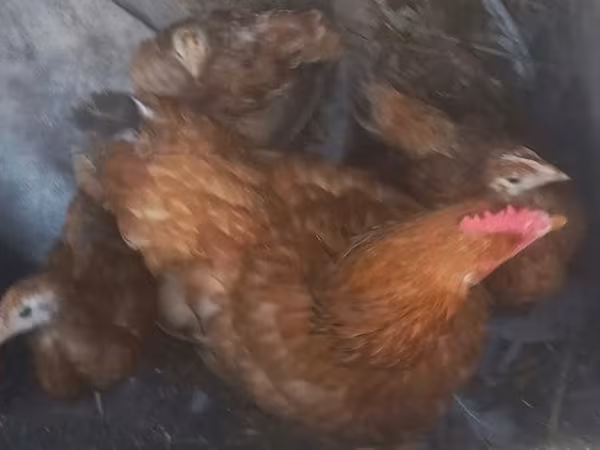 Chickens