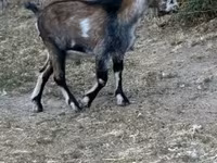 公山羊, Goats — 照片 1
