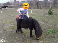 Caballo, Shetland Pony — foto 5