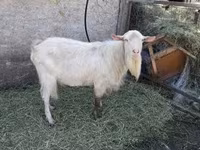 नर सूअर, सूअर — फ़ोटो 6