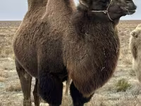 ऊँट (लॉट, लिंग निर्दिष्ट नहीं), Kazakh Bactrian camel — फ़ोटो 2