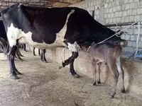 गाय, Russian Black pied cattle — फ़ोटो 3