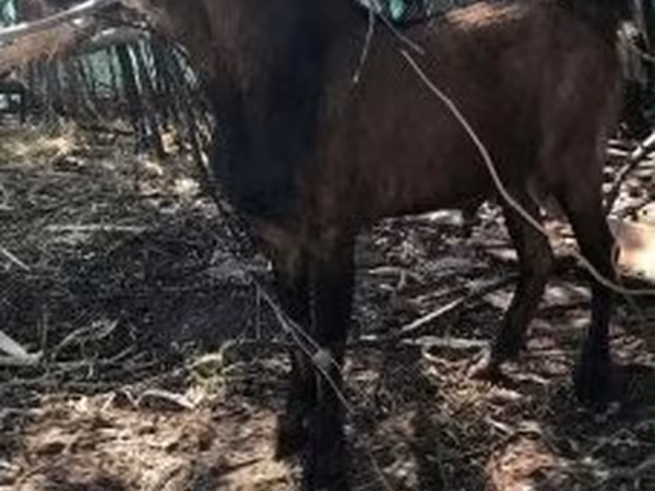 Kozel, Nubian Goat — Maďarsko
